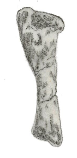 Файл:Eucnemesaurus tibia.jpg
