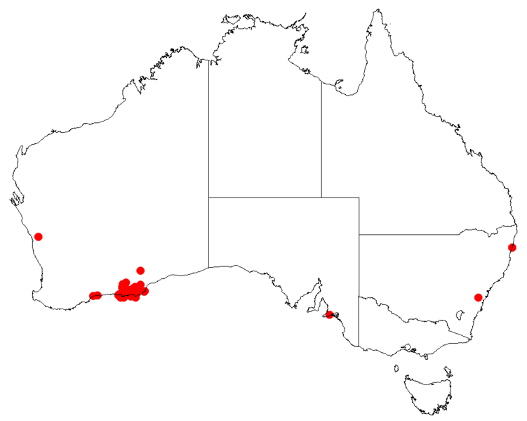 Файл:Hakea clavataDistMap23.png