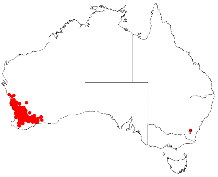 Файл:Hakea incrassataDistMap62.png