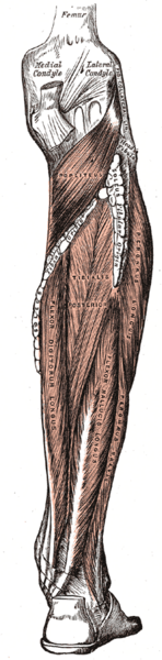 Файл:Leg flexor deep.png