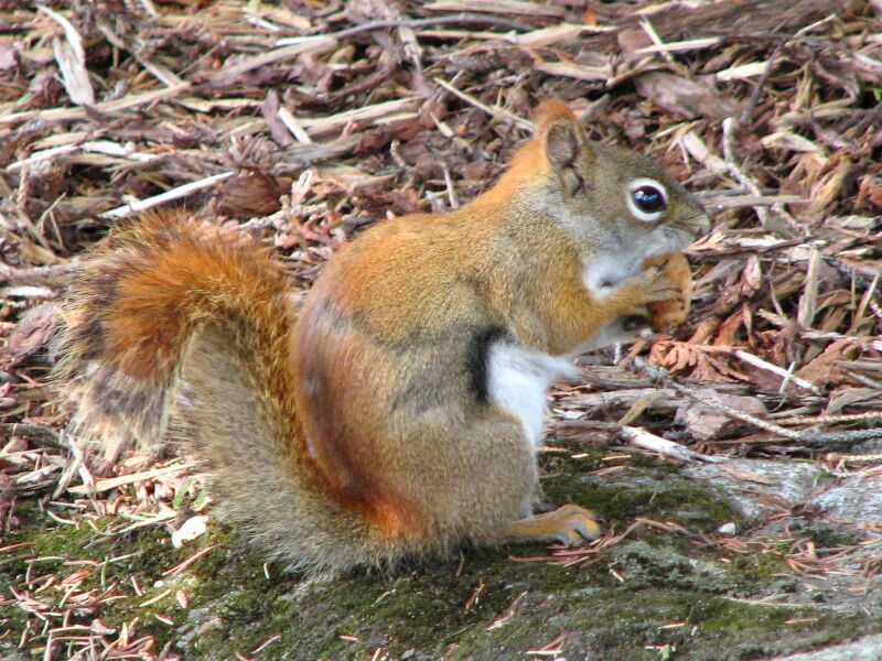 Файл:Red squirrel with nut.jpg
