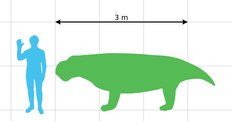 Файл:Stahleckeria potens scale.svg