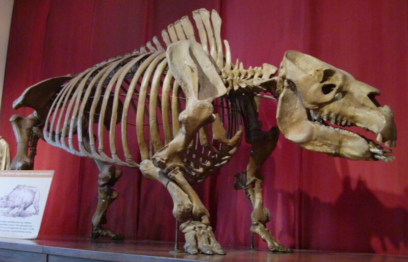 Файл:Toxodon skeleton in BA.JPG