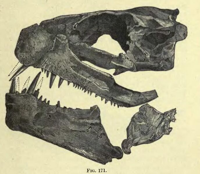 Файл:Xiphactin skull.JPG