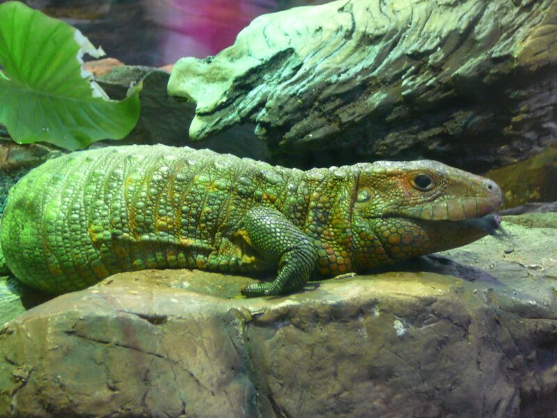 Файл:Caiman-lizard-2.jpg