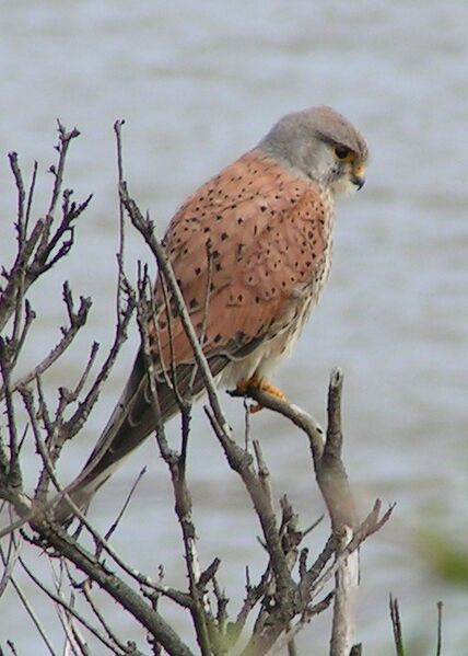Файл:Common Kestrel 1.jpg