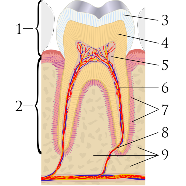 Файл:Cross sections of teeth labels.png