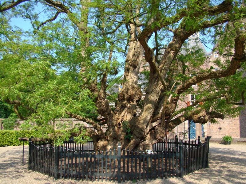 Файл:Doorwerth 473.JPG