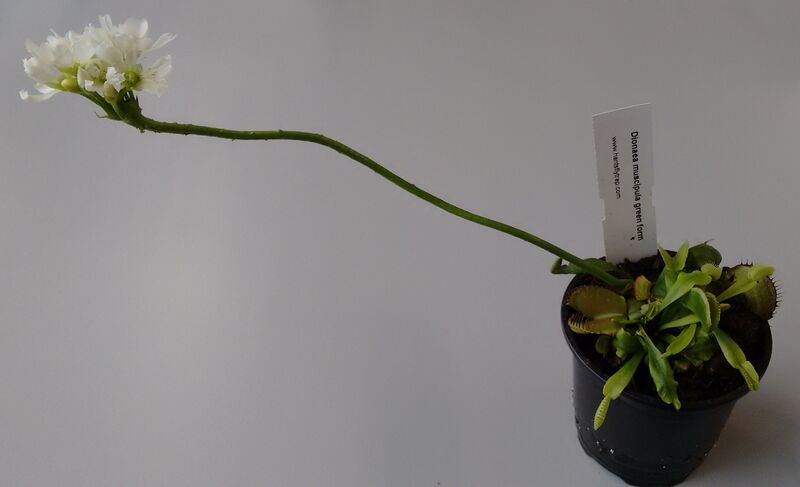 Файл:Flowering Venus flytrap plant.jpg