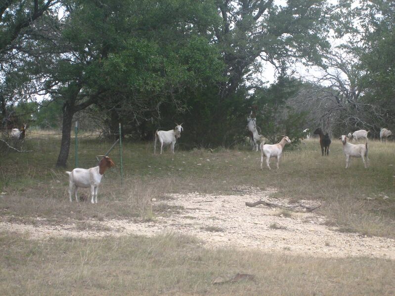Файл:Goats IMG 0774.JPG