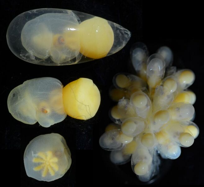 Файл:Haliphron atlanticus embryos.jpg
