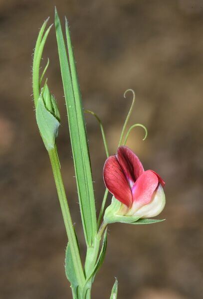 Файл:Lathyrus sphaericus 3852096.jpg