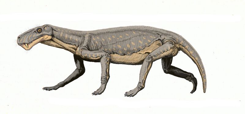 Файл:Lycaenops.jpg