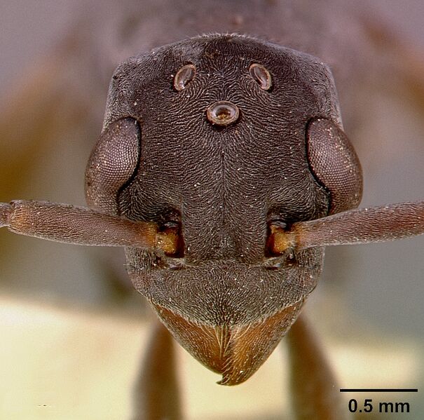 Файл:Platythyrea conradti sam-hym-c002300a head 1.jpg