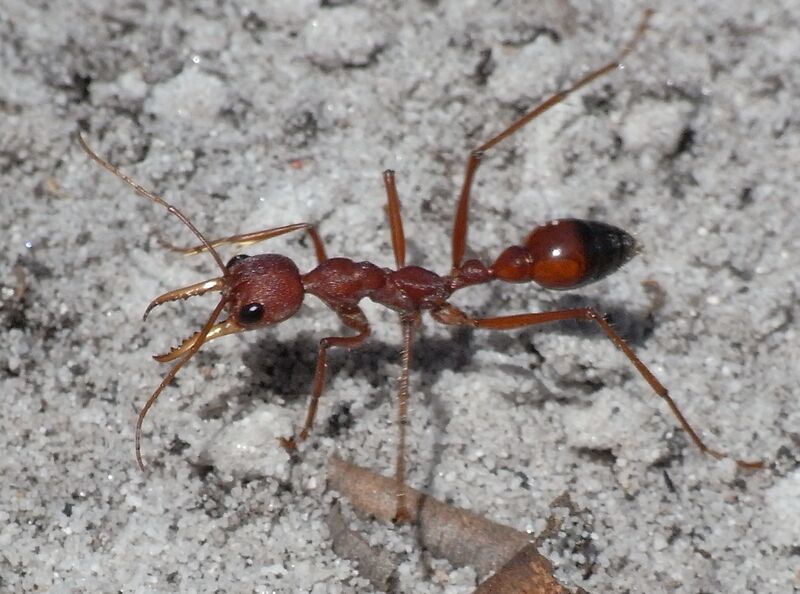 Файл:Red Bull Ant Sand.JPG