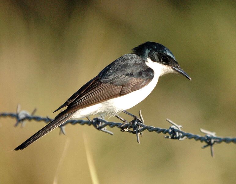Файл:Restless Flycatcher Dayboro.JPG