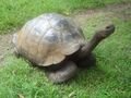 Галапагосская черепаха в заповеднике El Chato