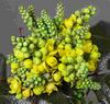 Clusters of yellow flowers surrounded by pointed, waxy green leaves.
