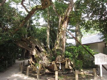 Нойнхоси[ja] — кусуноки (камфорное дерево) Оямазуми-дзиндзя возрастом 3000 лет
