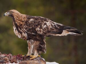 Беркут (Aquila chrysaetos).jpg