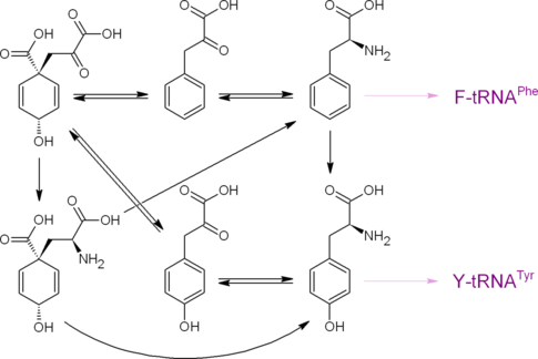 Пути образования протеиногенных аминокислот фенилаланина и тирозина из префената