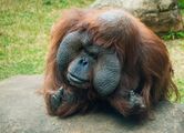 Борнейский орангутан III.jpg
