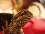 Бородатая агама (Pogona vitticeps)