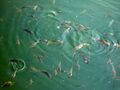 Рыбы в Лебедином озере
