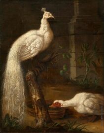 Гусь и белый павлин (1786)