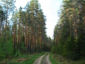 Дорога в Ракитинском заказнике