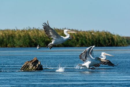 Кудрявые пеликаны в Астраханском заповеднике