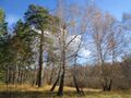 Леса в Ребрихинском районе (1).jpg