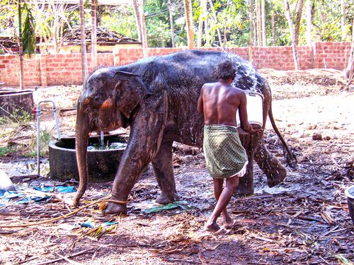 Мытьё слонёнка, Южная Индия.jpg