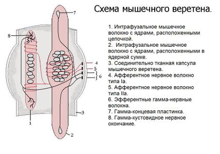 Схема мышечного веретена