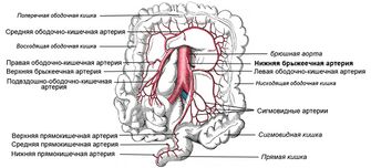 Нижняя брыжеечная артерия и её ветви