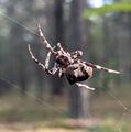 Паук на паутине. Северо-запад Украины