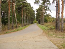 Северное Бутово. Дорога среди сосен. Осень 2005.jpg