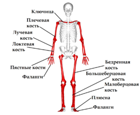 Трубчатые кости в скелете человека