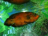 Цихлида оскар, или глазчатый астронотус (Astronotus ocellatus)