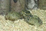 Среднеазиатские черепахи (Testudo (Agrionemys) horsfieldii), вид внесён в Красную книгу МСОП