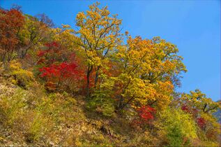 Листопадный лес в Восточно-Корейских горах