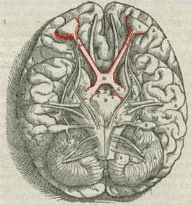 Головной мозг (вид снизу), передние отделы вверху. Зрительные нервы и перекрёст (хиа́зма) выделены красным (1543 изображений от Андреаса Везалия «Фабрика»)