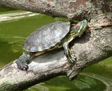 Красноухая черепаха (Trachemys scripta)