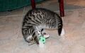 Котёнок с резиновым мячиком