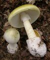 Бледная поганка (Amanita phalloides), самый распространённый на Земле смертельно ядовитый гриб рода Аманита (Мухомор)[77][78]. Впервые аматоксины были обнаружены именно в этом грибе, откуда и получили своё название. Один гриб способен накапливать до 10 мг аматоксинов — смертельную дозу для взрослого человека[79].
