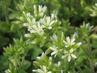 Клубочек ясколки скученной (Cerastium glomeratum Thuill.)