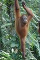 2014 Borneo Luyten-De-Hauwere-Bornean orangutan-03.jpg