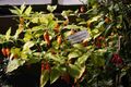 Оранжевый Dorset Naga