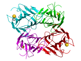 Кристаллическая структура тетрамера конканавалина A (отдельные мономеры показаны синим, зелёным, красным и фиолетовым цветами). Ионы кальция и марганца показаны как сферы жёлтого и белого цвета, соотв.[1]