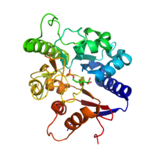 Кристаллизованный мономер 6-фосфоглюконолактоназы из Trypanosoma brucei, в комплексе с 6-фосфоглюконовой кислотой[1].